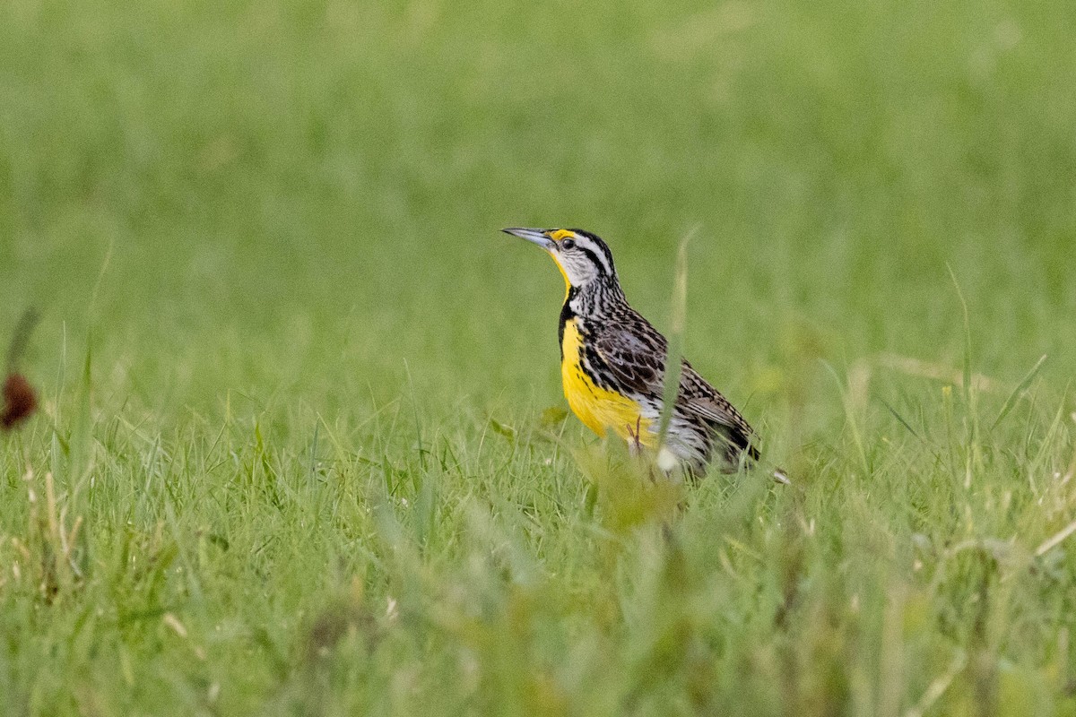 Eastern Meadowlark - ML637878151