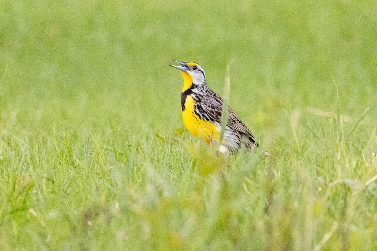 Eastern Meadowlark - ML637878152