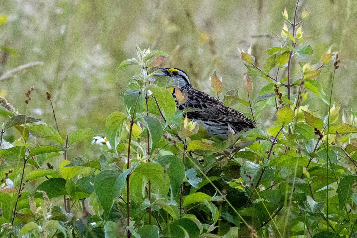 Eastern Meadowlark - ML637878153