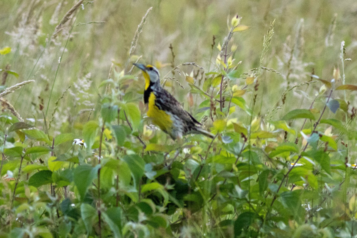 Eastern Meadowlark - ML637878155