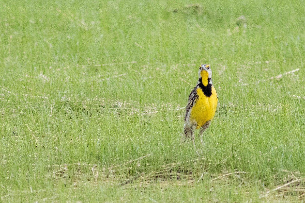 Eastern Meadowlark - ML637878156