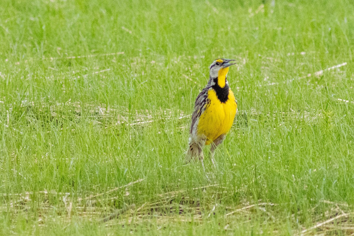 Eastern Meadowlark - ML637878157