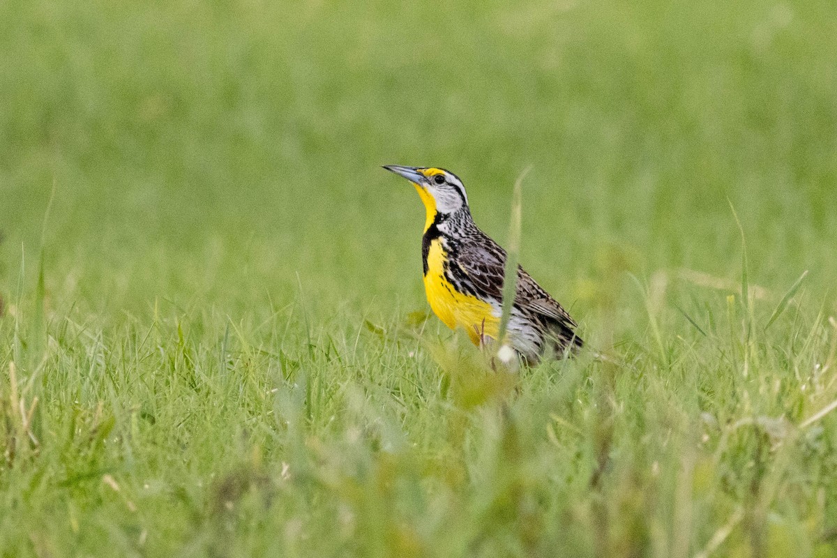 Eastern Meadowlark - ML637878158