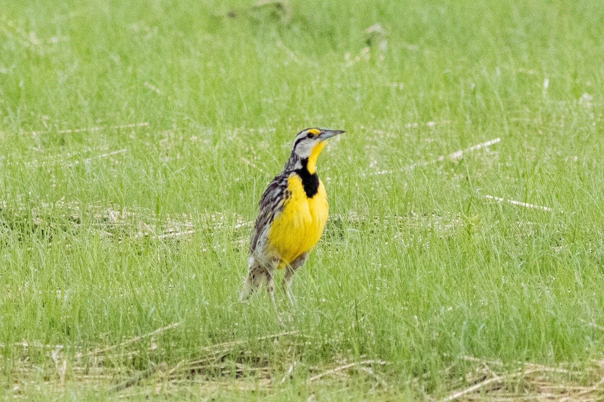 Eastern Meadowlark - ML637878159