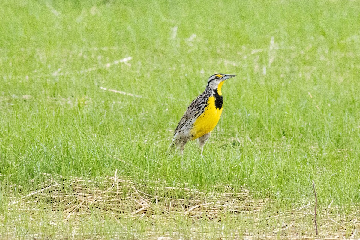 Eastern Meadowlark - ML637878160