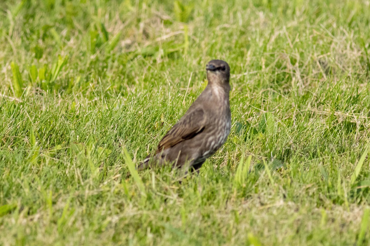 stær - ML637878167