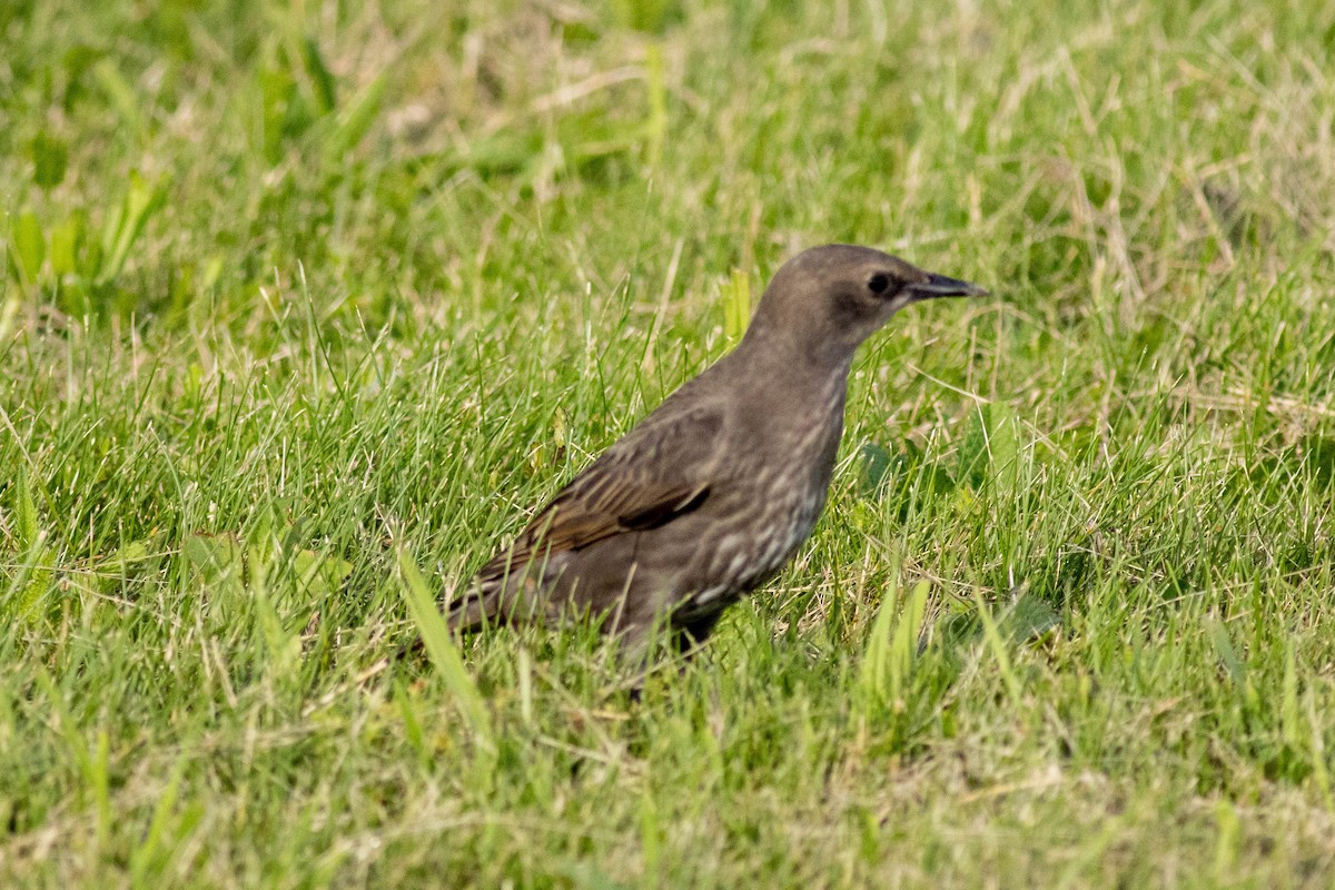 stær - ML637878168