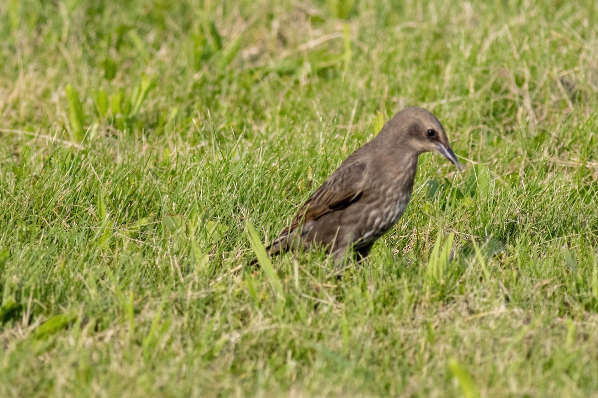 stær - ML637878169
