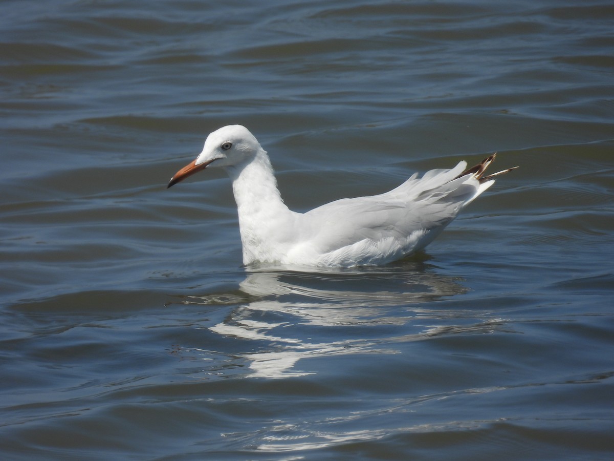 smalnebbmåke - ML637878181