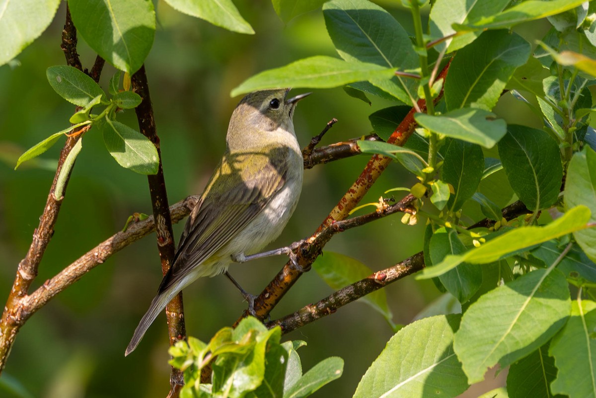 møllparula - ML637878196