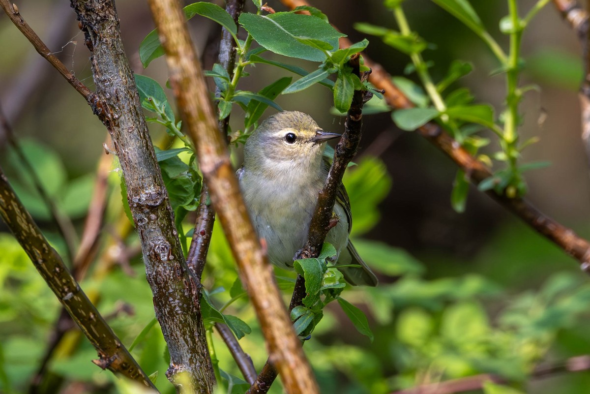 møllparula - ML637878197