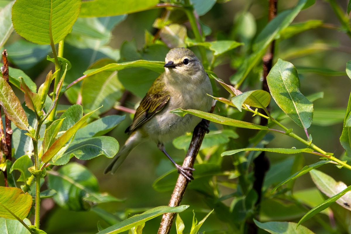 møllparula - ML637878198