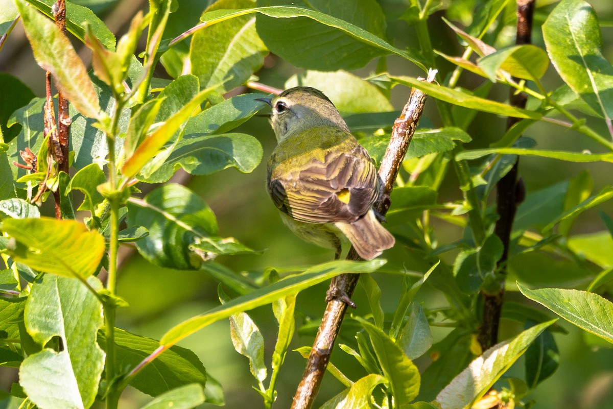 møllparula - ML637878199