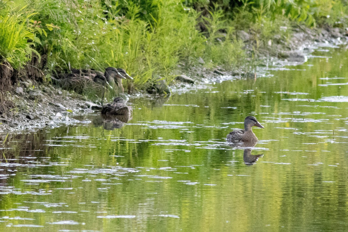 マガモ - ML637878274