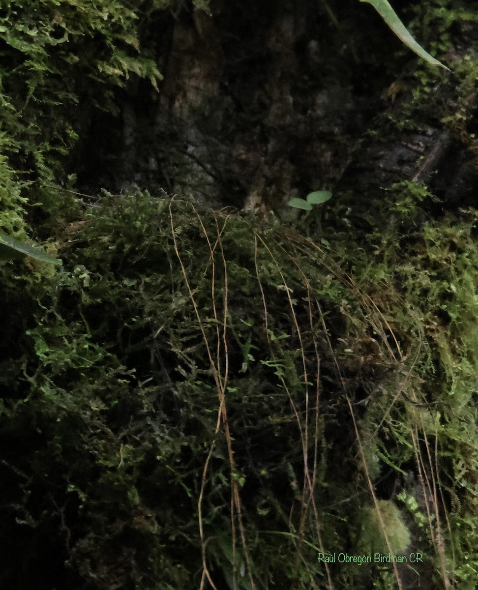 Tawny-chested Flycatcher - ML637878342
