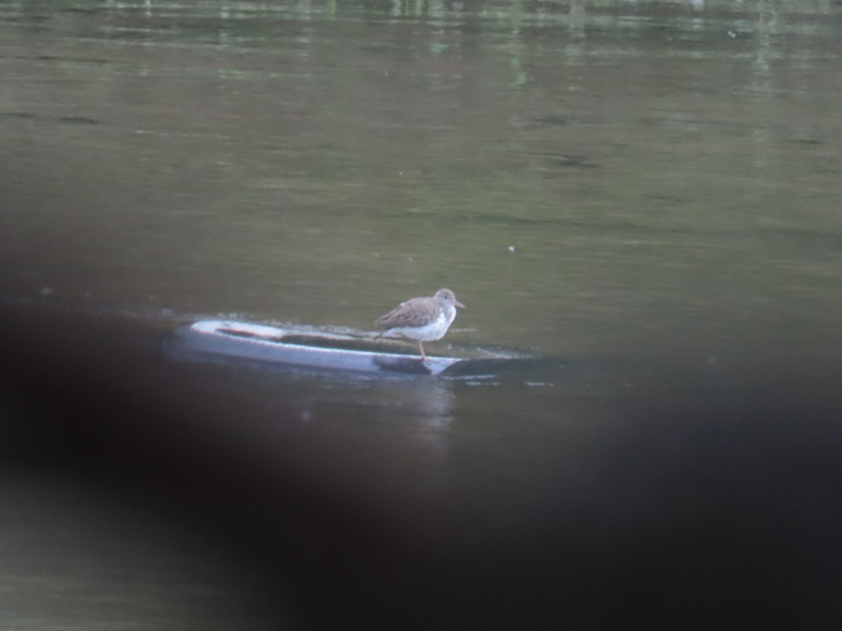 Spotted Sandpiper - ML637878366