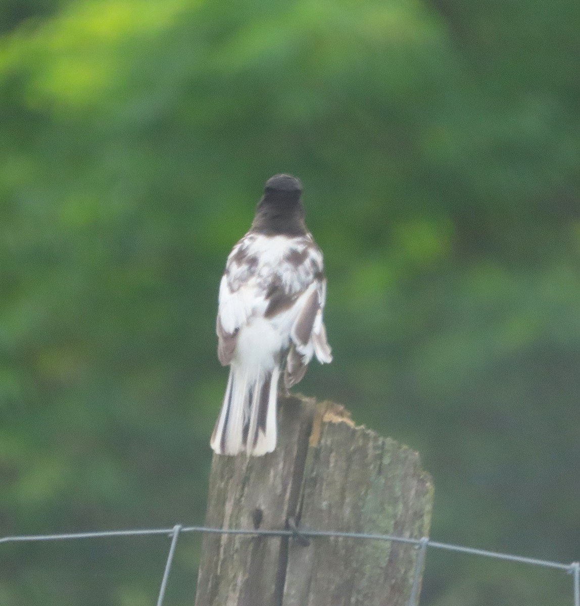 American Robin - ML637878370