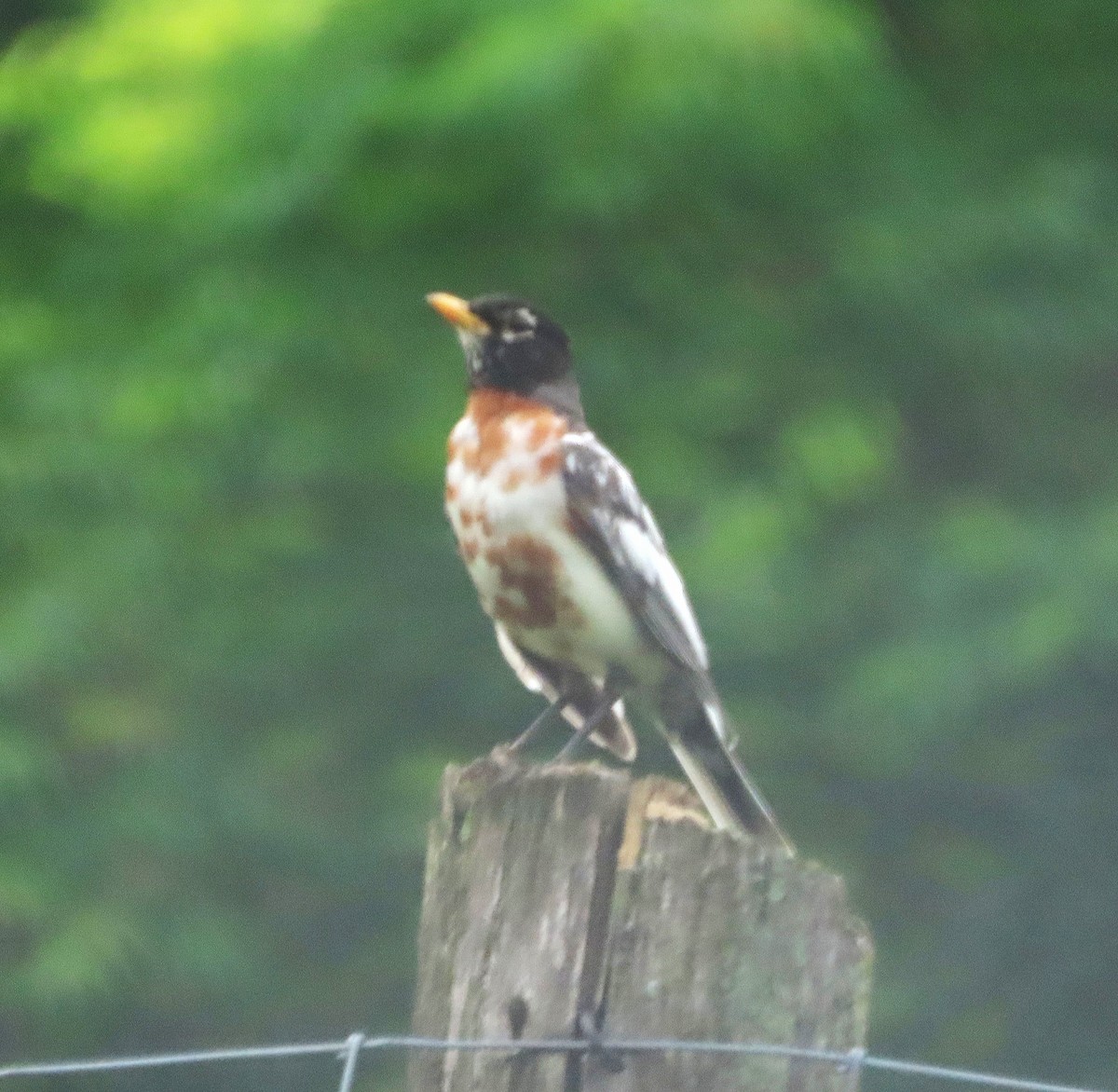 American Robin - ML637878373