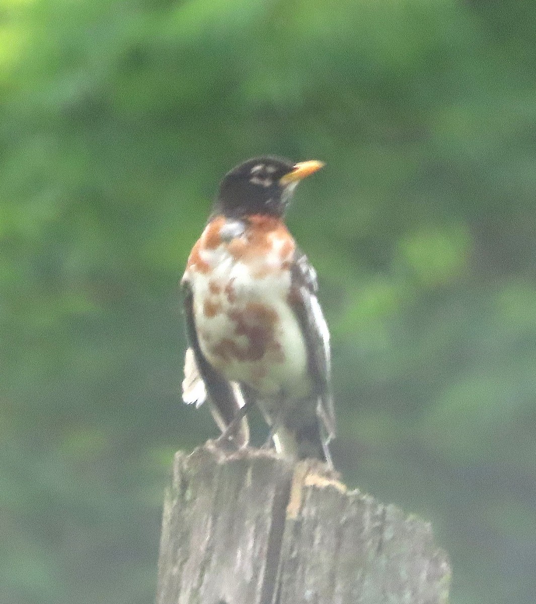 American Robin - ML637878375
