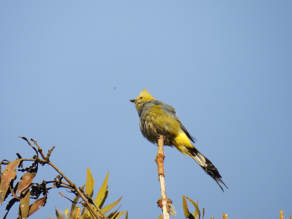 Long-tailed Silky-flycatcher - ML637878382