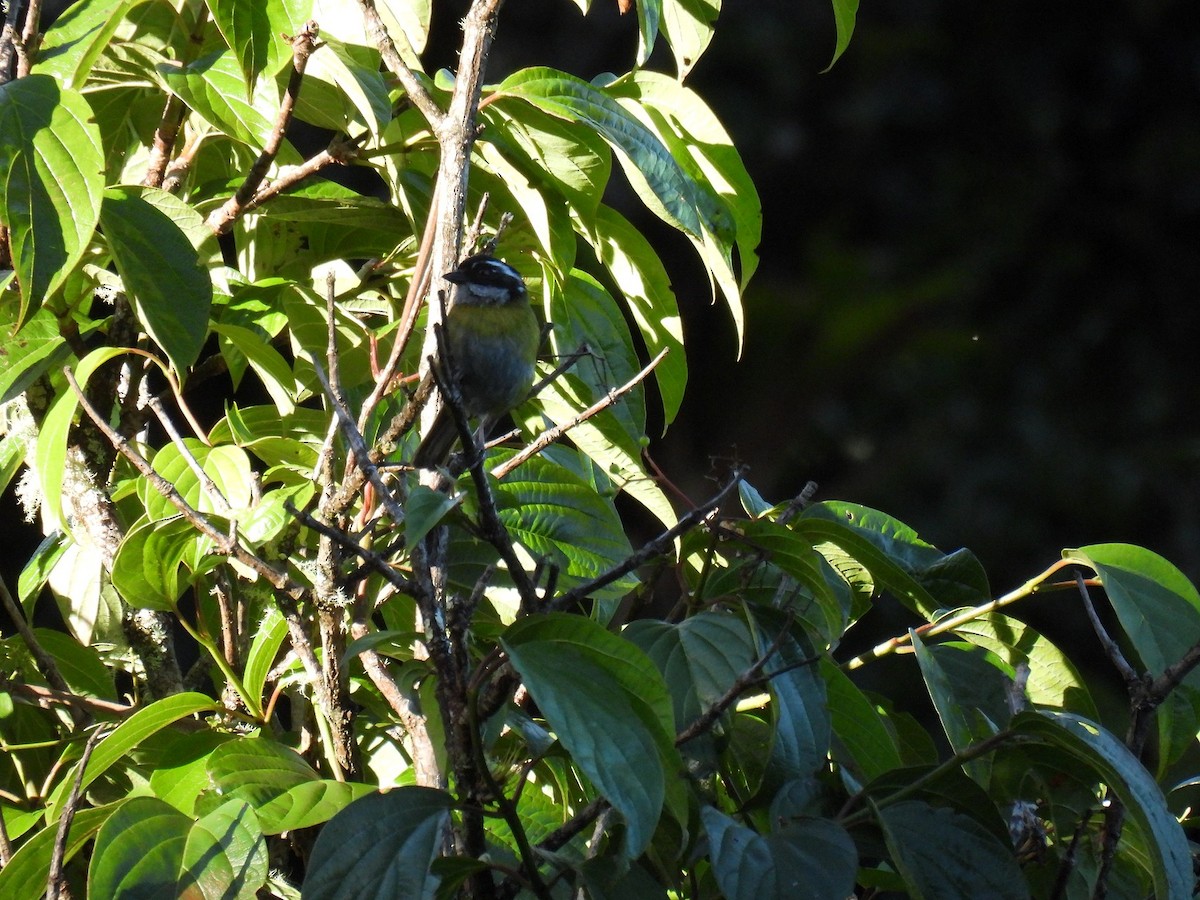 Sooty-capped Chlorospingus - ML637878402