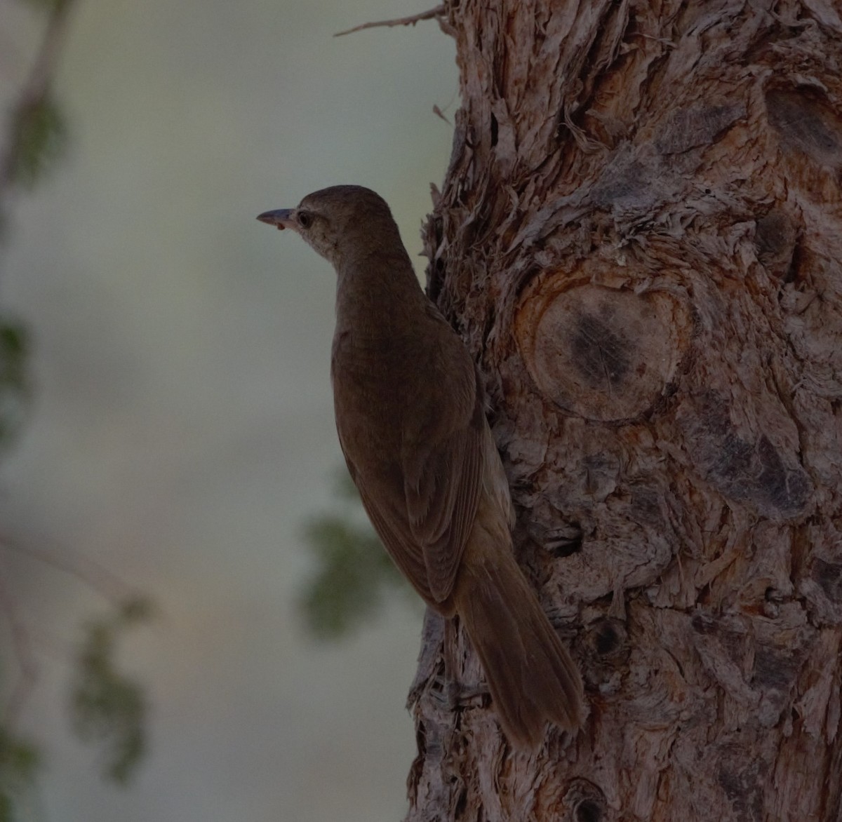 Clamorous Reed Warbler - ML637878403