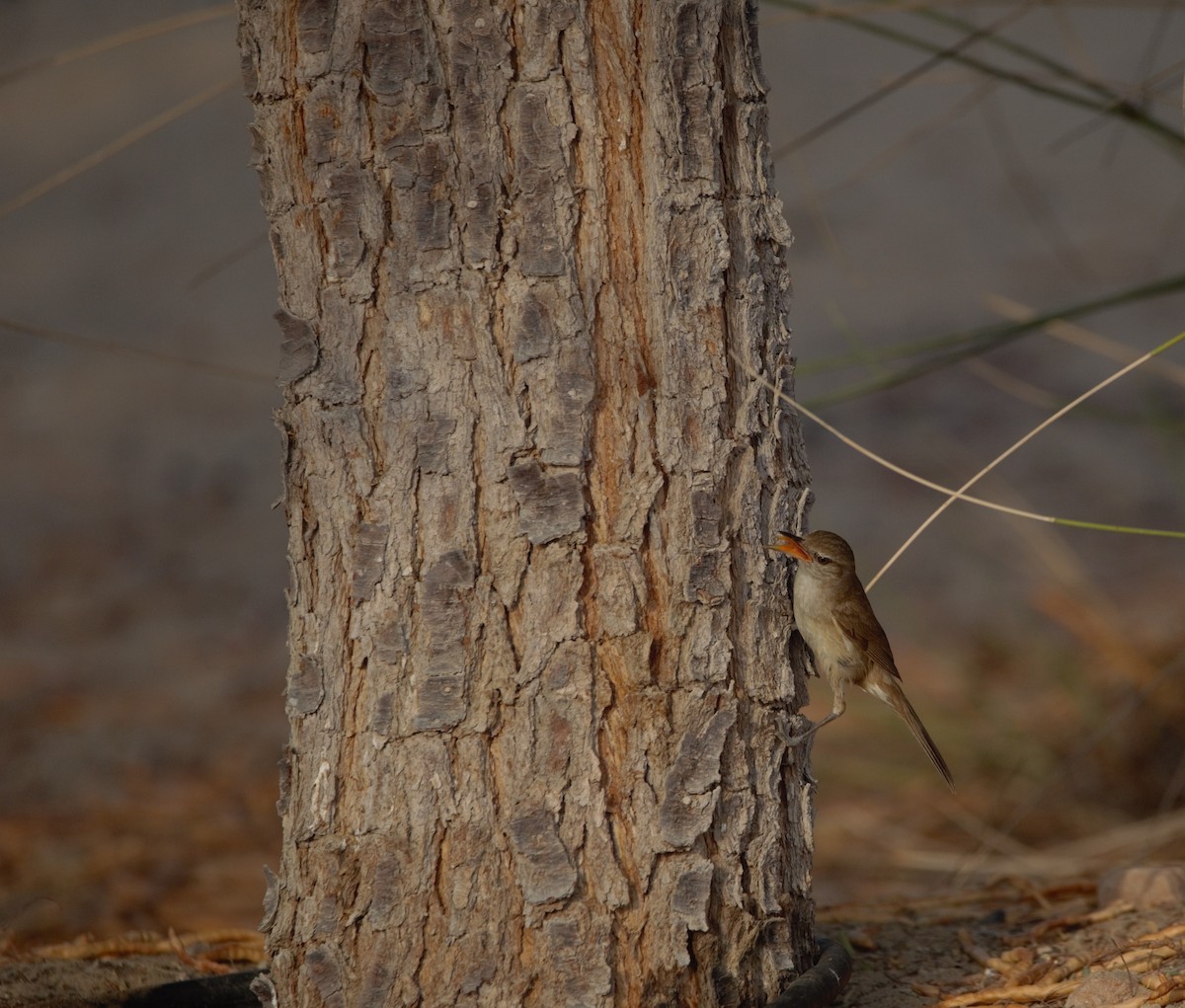 Clamorous Reed Warbler - ML637878404