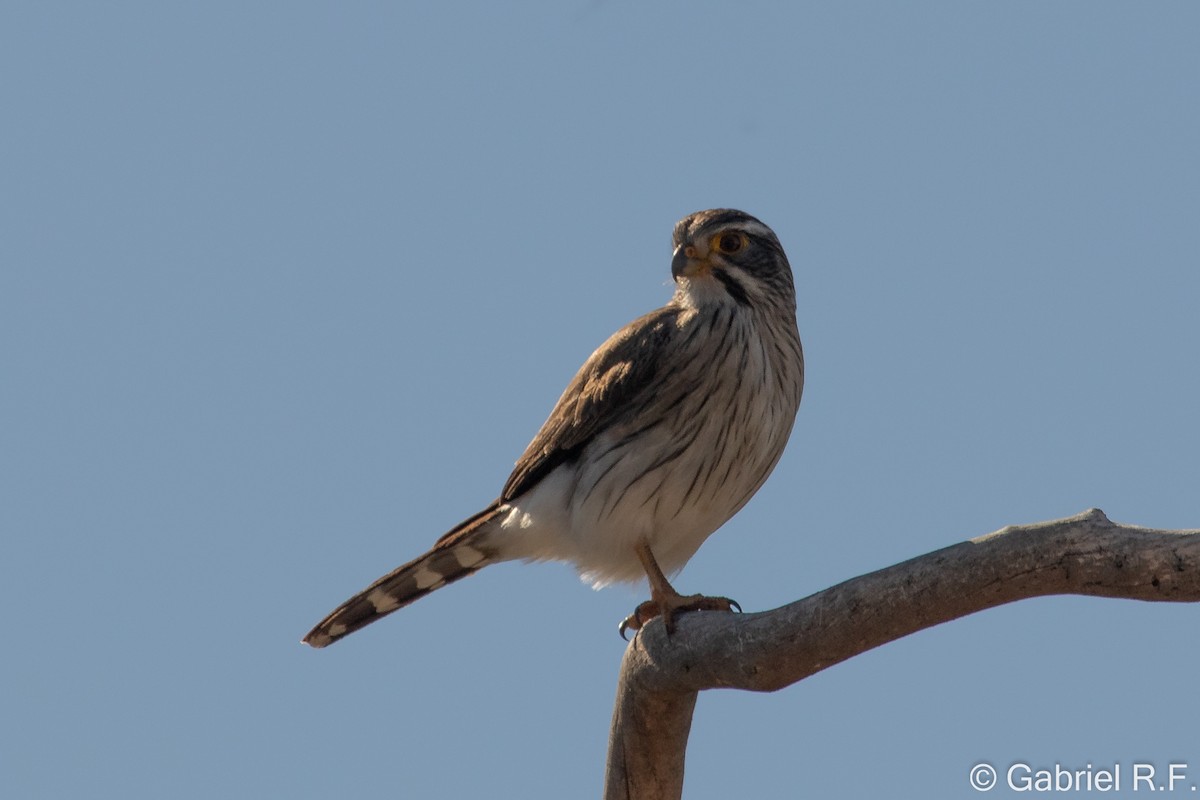 Spot-winged Falconet - ML637878410