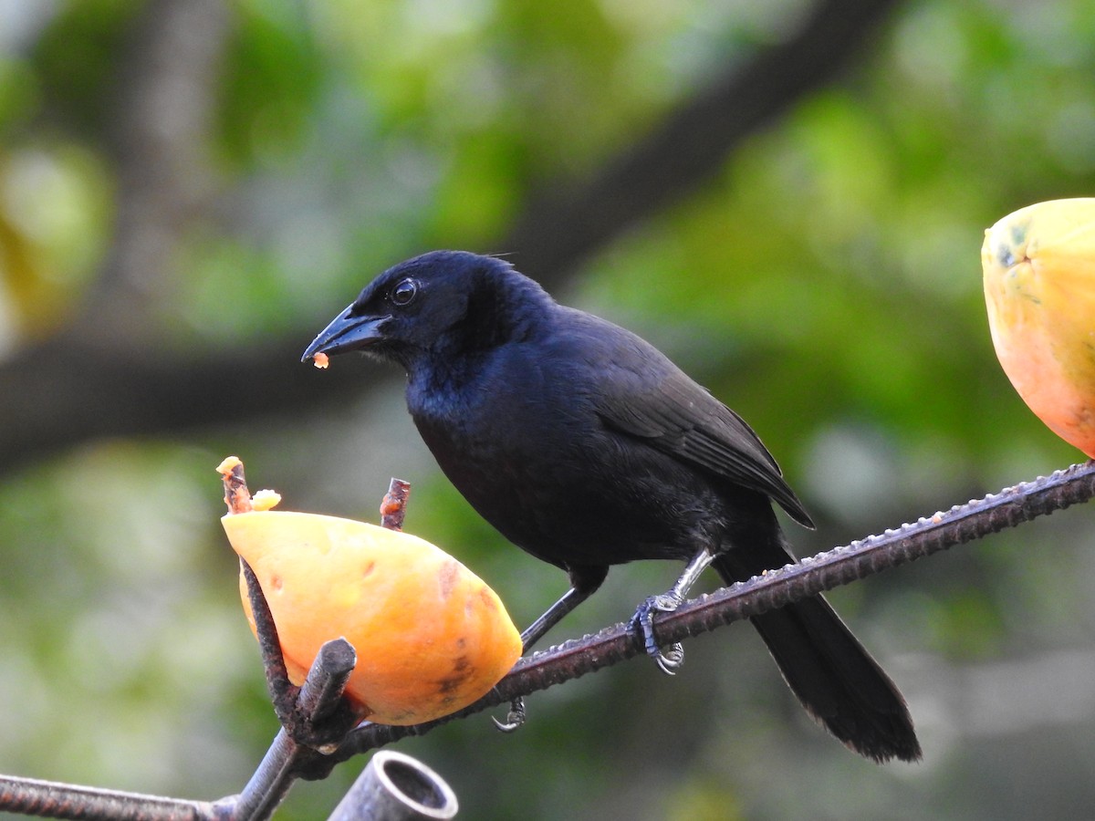 Melodious Blackbird - ML637878428