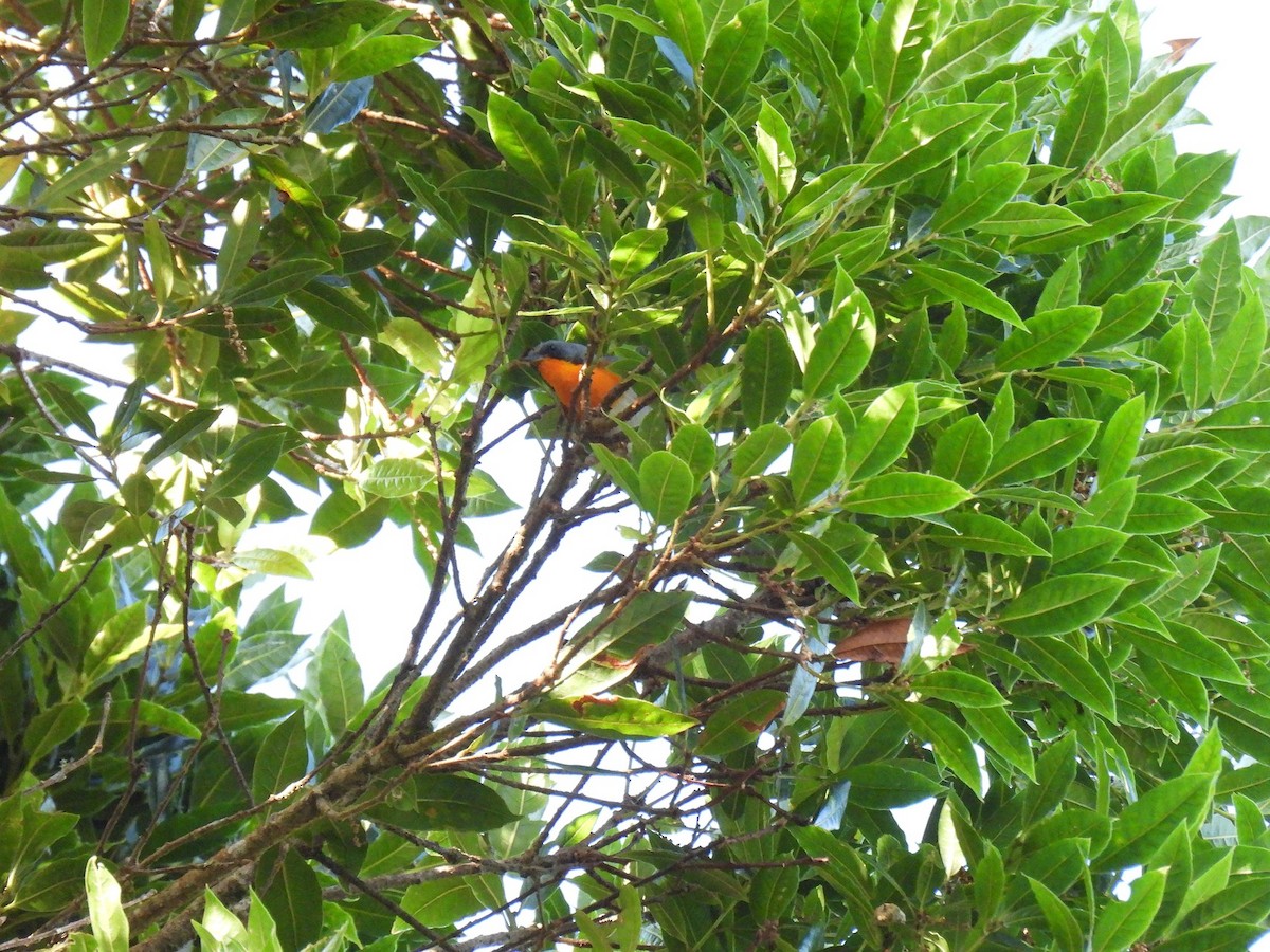 Flame-throated Warbler - ML637878435