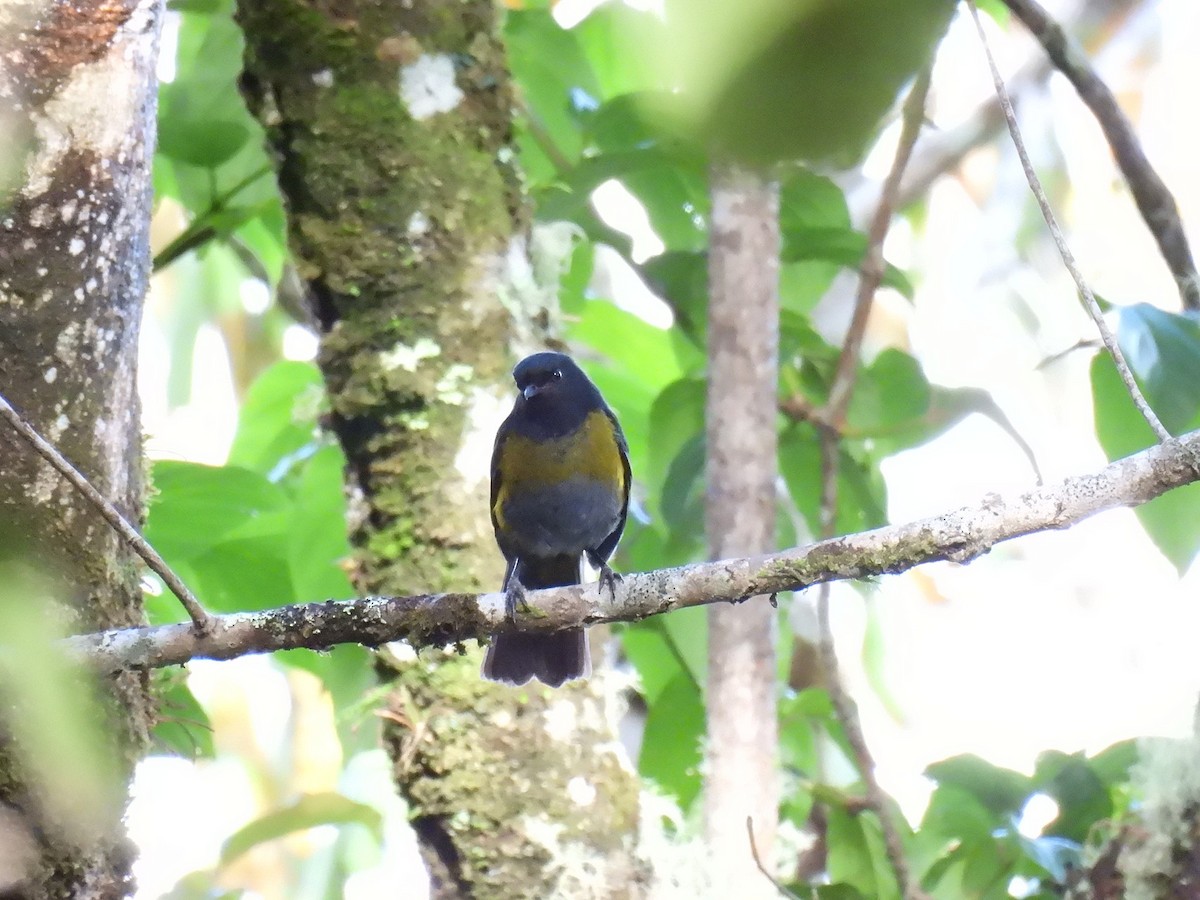 Black-and-yellow Silky-flycatcher - ML637878448