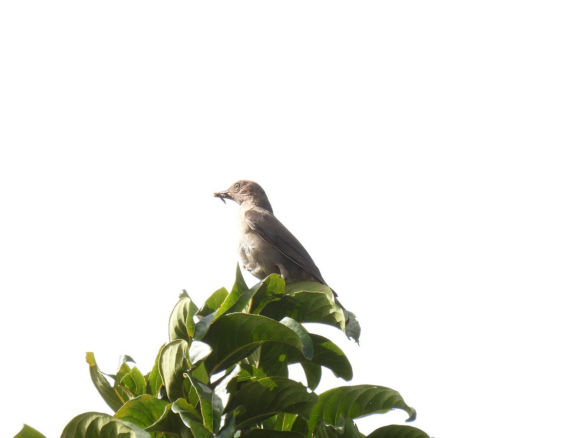 Mountain Thrush - ML637878489