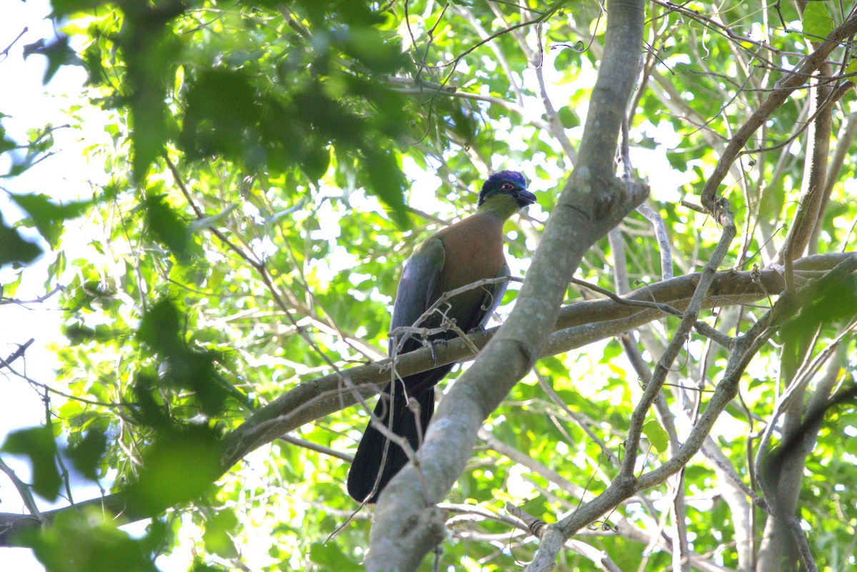 Purple-crested Turaco - ML637878492