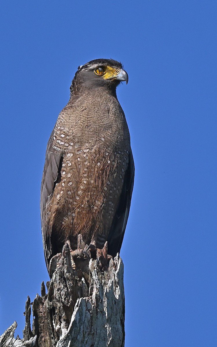 Crested Serpent-Eagle - ML637878515