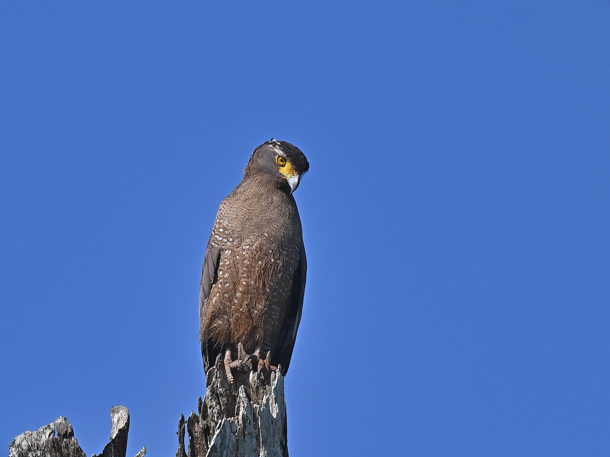 Crested Serpent-Eagle - ML637878516
