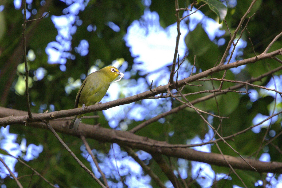 Cape White-eye - ML637878539