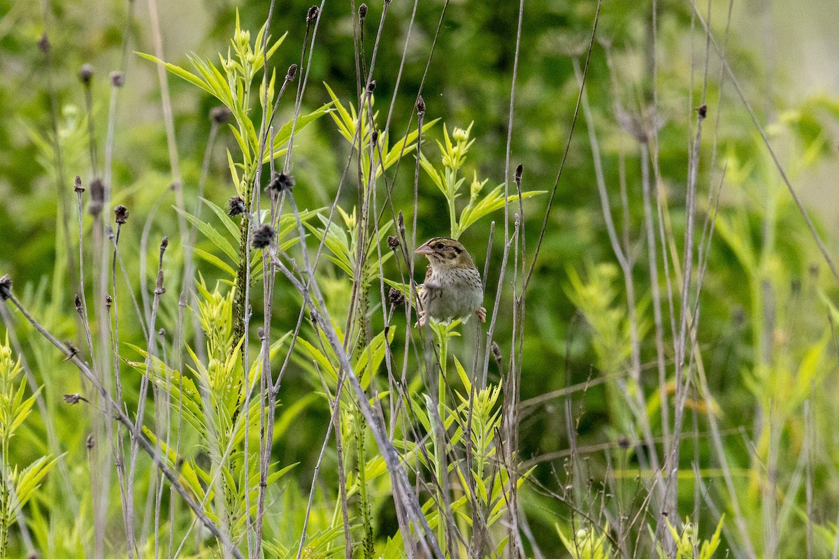 Henslow's Sparrow - ML637878564