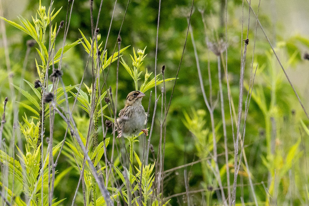 Henslow's Sparrow - ML637878565