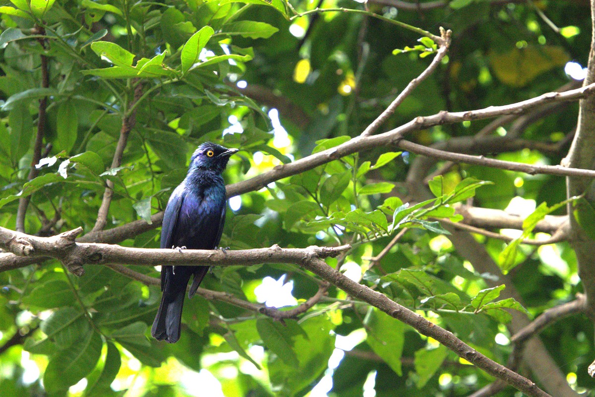 Black-bellied Starling - ML637878621