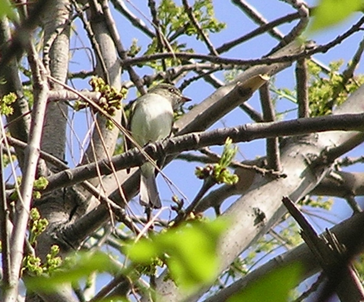 Least Flycatcher - ML637878733