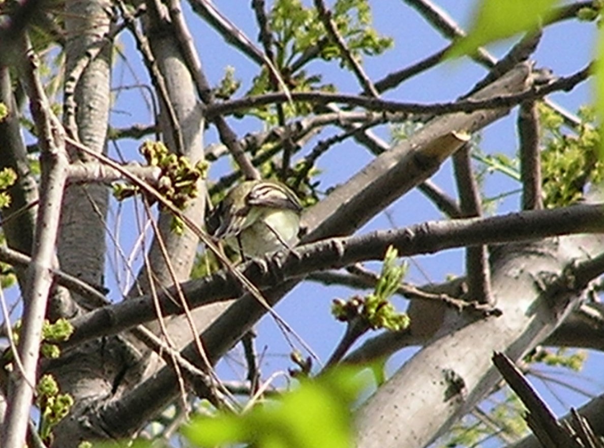 Least Flycatcher - ML637878740