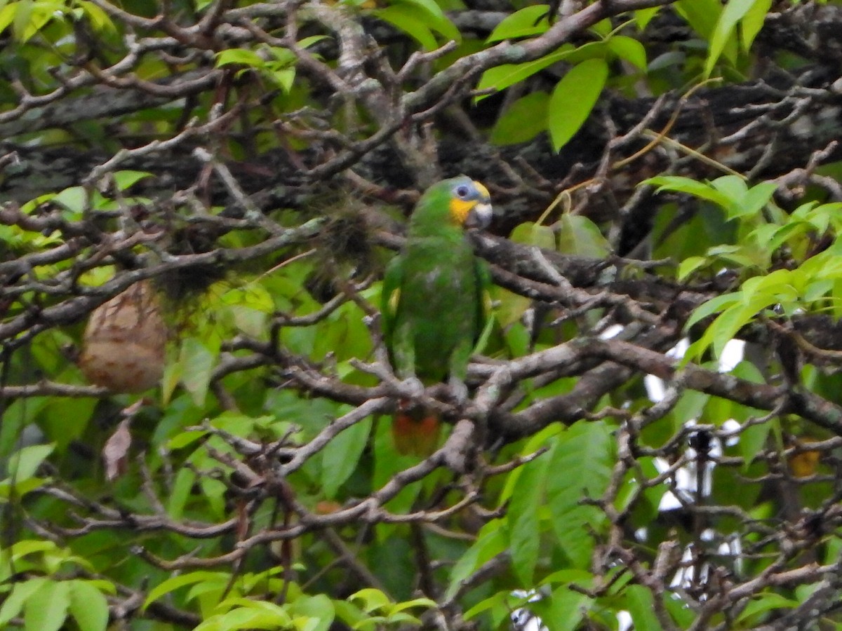Orange-winged Amazon - ML637878794