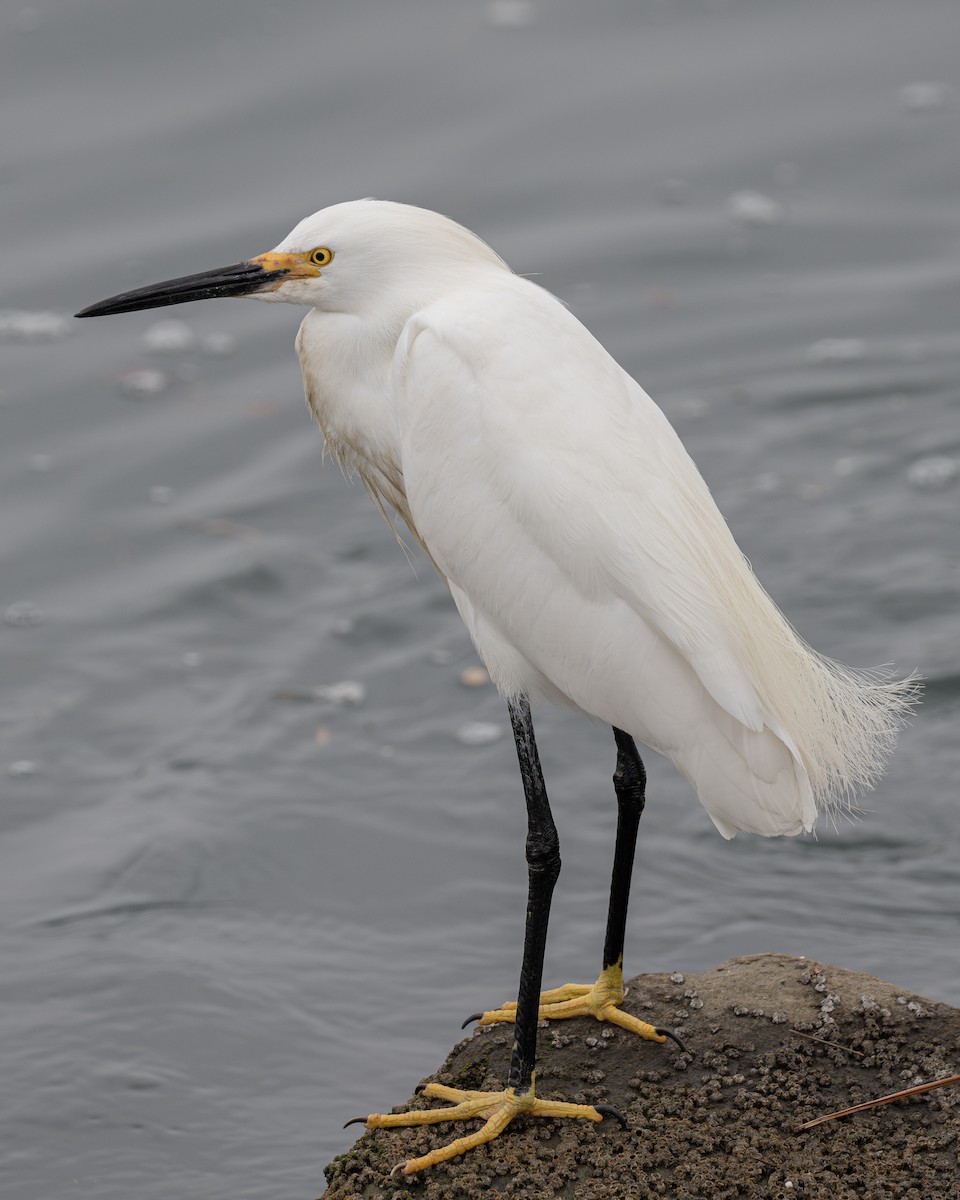 Snowy Egret - ML637878817