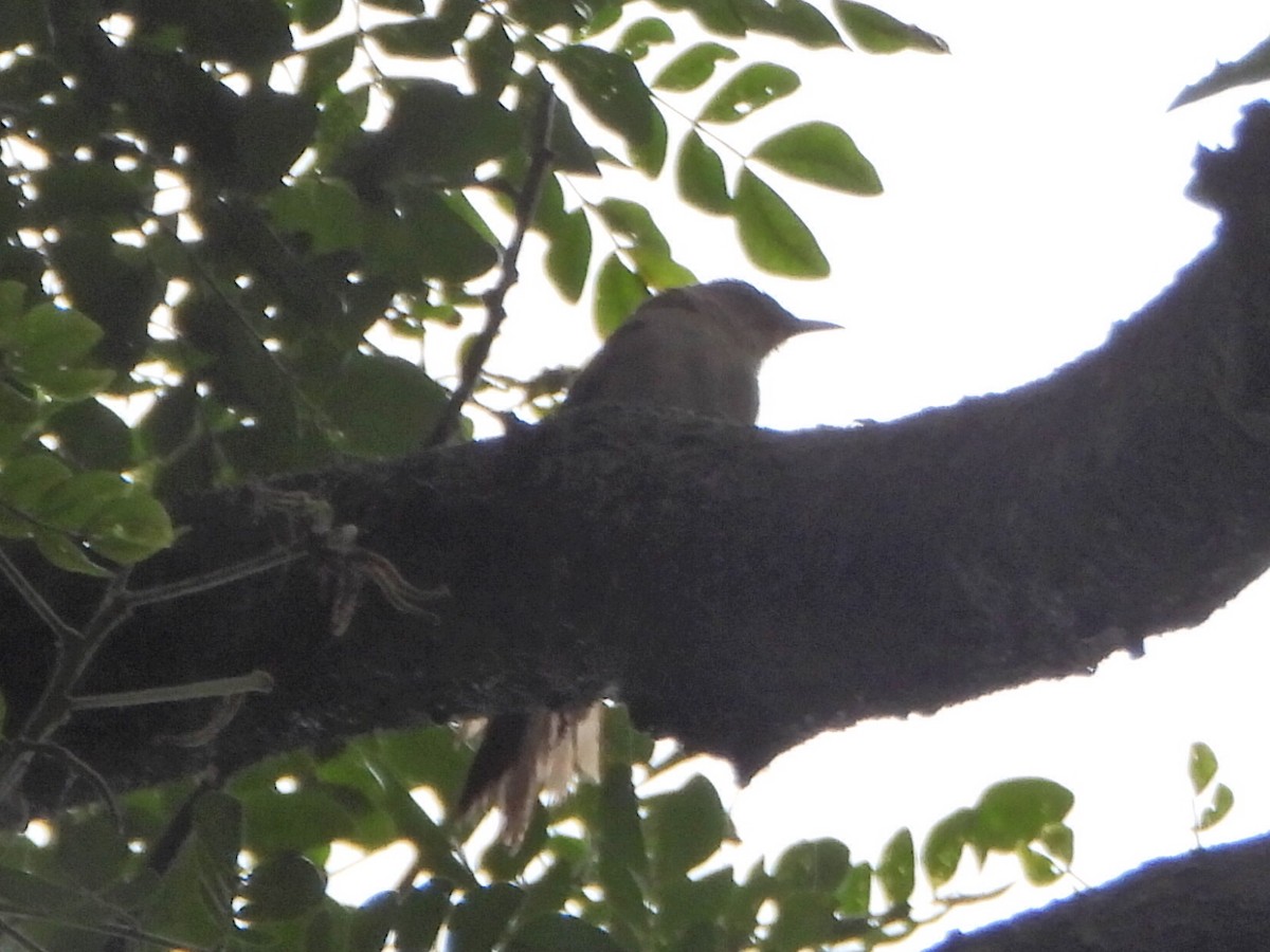 Plain Thornbird - ML637878820