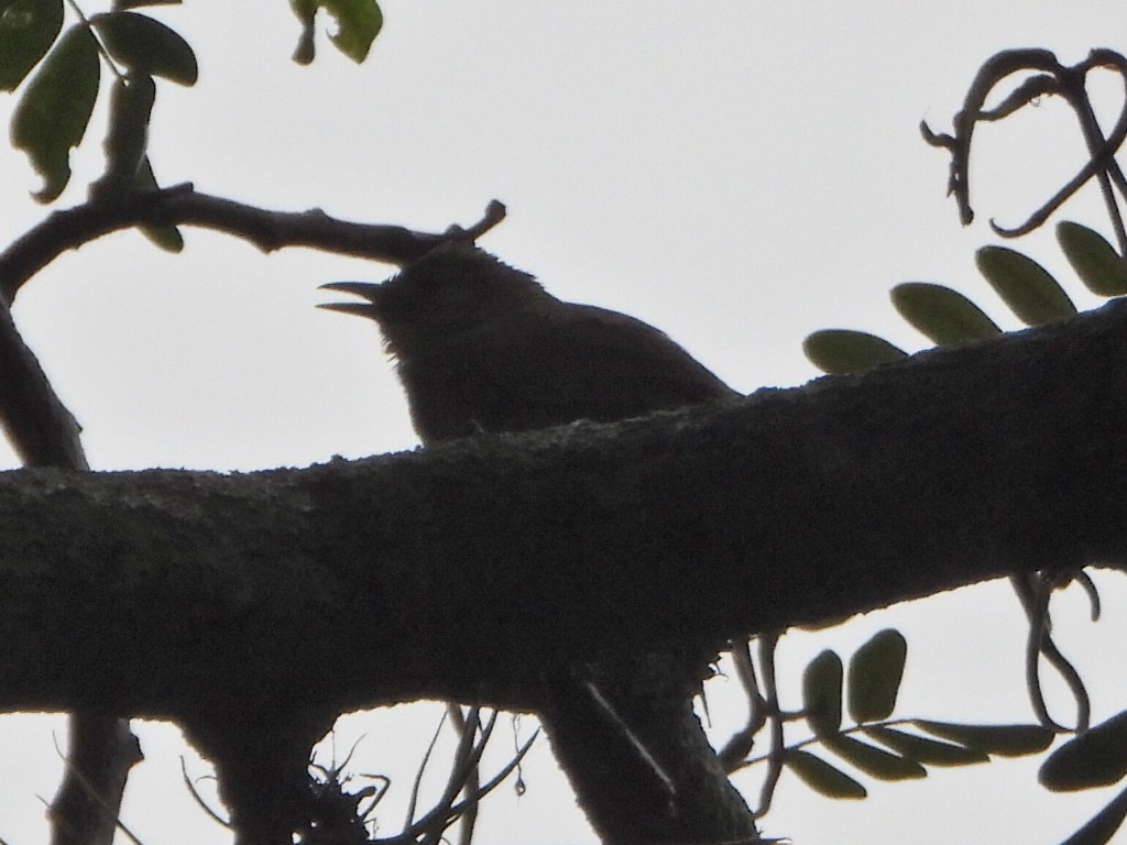 Plain Thornbird - ML637878821