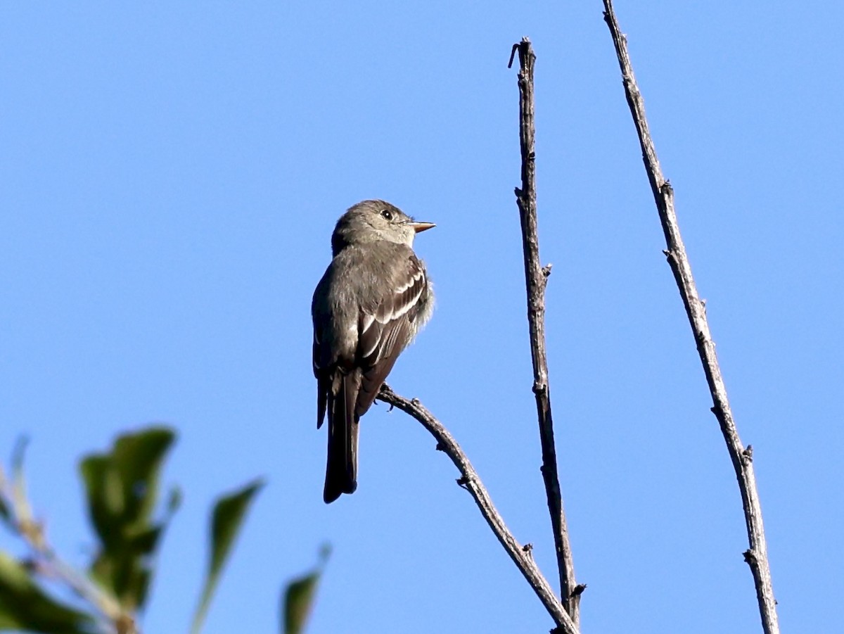 tyranovec východní - ML637878822