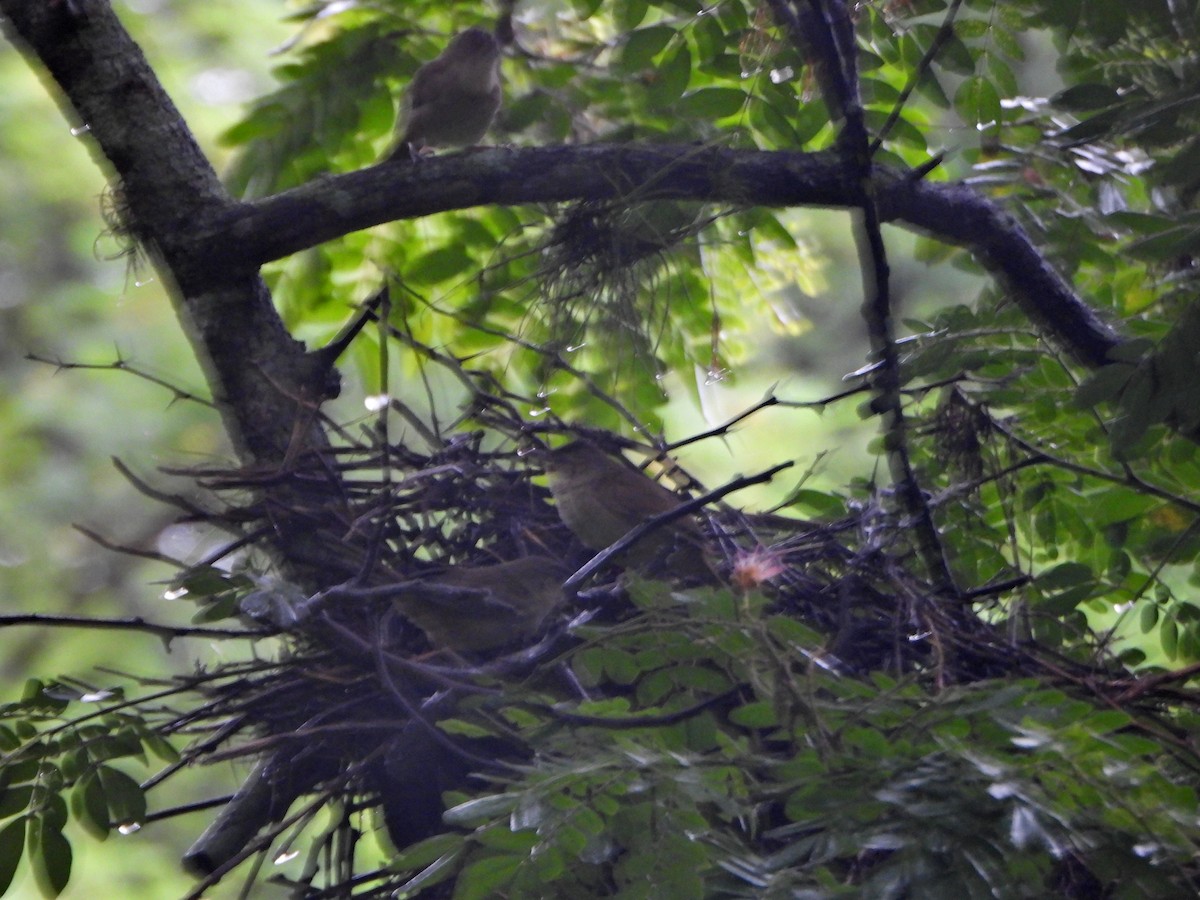 Plain Thornbird - ML637878824