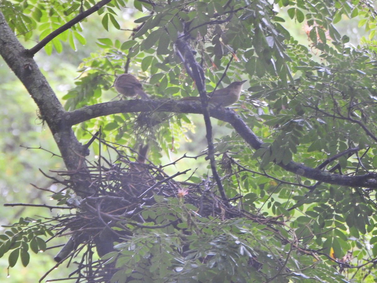 Plain Thornbird - ML637878825