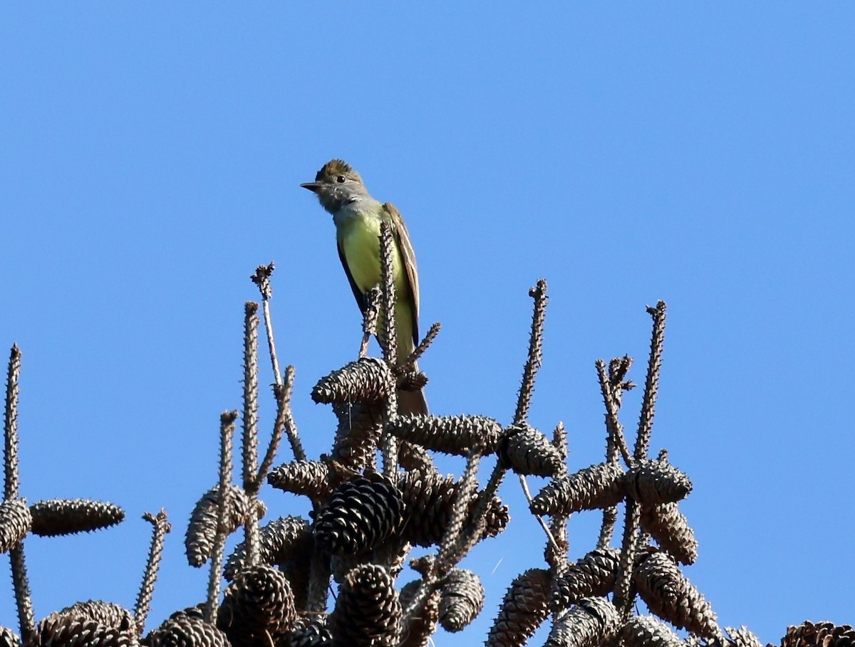 Great Crested Flycatcher - ML637878831