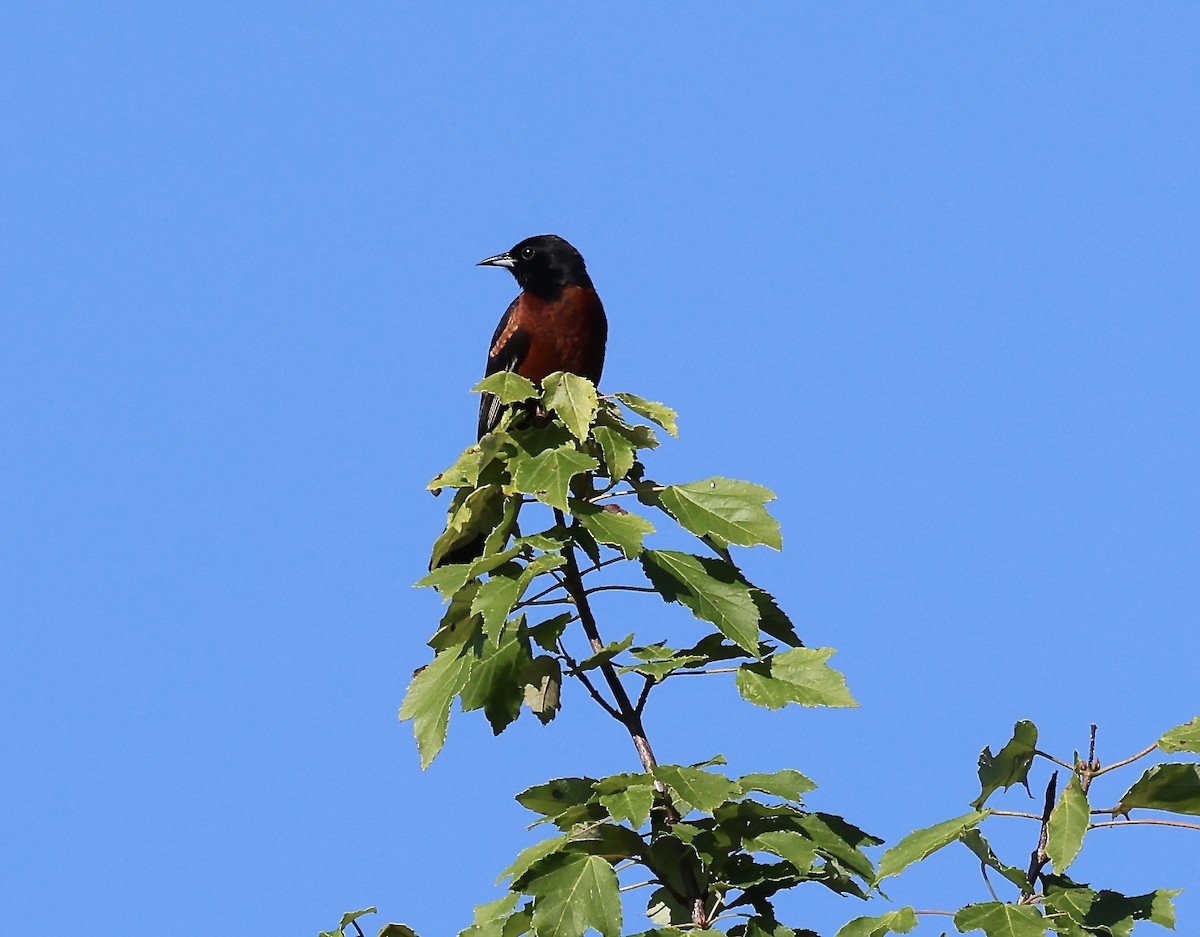 Orchard Oriole - ML637878841